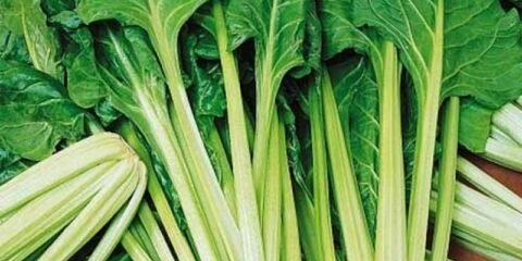 Blitva (lisna repa): kako saditi na otvorenom tlu, raste na prozorskoj dasci